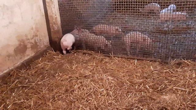 СУПЕР ПОРОСЯТА смотреть онлайн