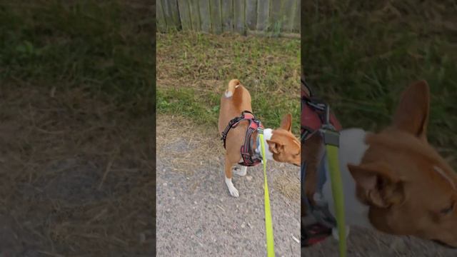 Как басенджи дыбится ) нелающая собака #basenji #funny #animals #dog #басенджи #travel смотреть онлайн