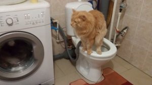 Курбобы стиралок не боятся!.. Kurilian Bobtail cat is not afraid of a washing machine!