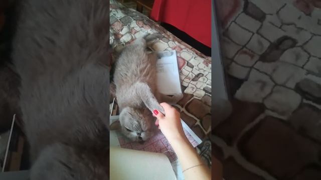 Плюша,кто такой краивый?)) смотреть онлайн