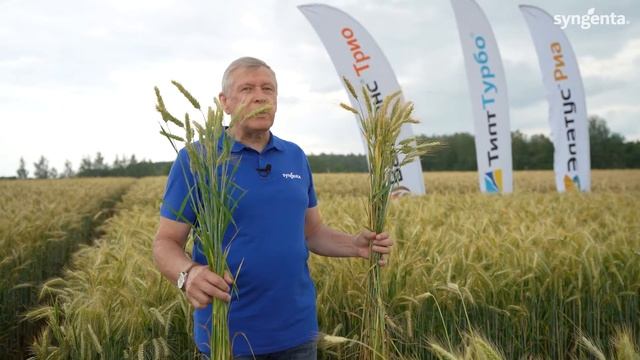 Защита озимого тритикале продуктами сингента. смотреть онлайн