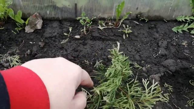 🌲Эксперимент. 🌲Укоренение туи.🌲 смотреть онлайн