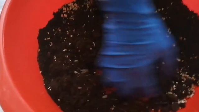 Посадила герань  семенами .