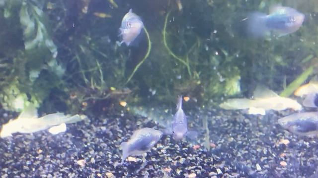 Пецилия голубая тукседо / Xiphophorus maculatus #пецилиясиняя #Xiphophorusmaculatus #Poeciliatuksed смотреть онлайн
