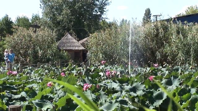 Safari Park Krasnodar Zoo, Краснодарский зоопарк "Сафари-парк" смотреть онлайн
