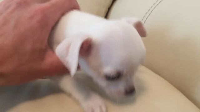 Мальчик чихуахуа 2 месяца смотреть онлайн