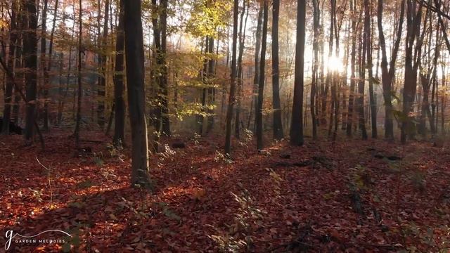 Нежная музыка 🌿 Мягкая расслабляющая музыка и простой кемпинг 🌿 читать книги и слушать музыку смотреть онлайн