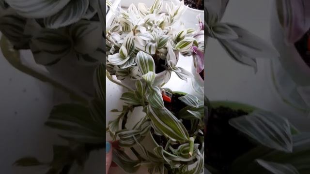 Разновидности тредесканций:Альба,Квик Сильвер,Пинк Хилл. смотреть онлайн