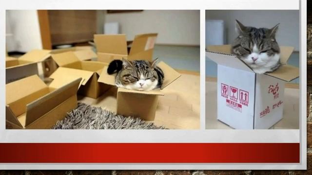 ПОЧЕМУ КОТЫ ЛЮБЯТ КОРОБКИ смотреть онлайн
