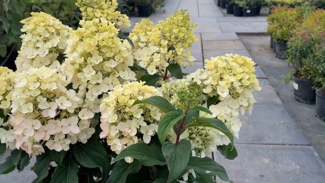 Гортензия метельчатая `Little Blossom`® смотреть онлайн