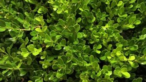 3. Орегано или Душица обыкновенная полезные свойства