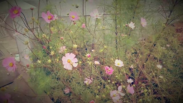 Japanese　flower 　cosmos　風景　１日　日常　street scene　日本　japan trip смотреть онлайн