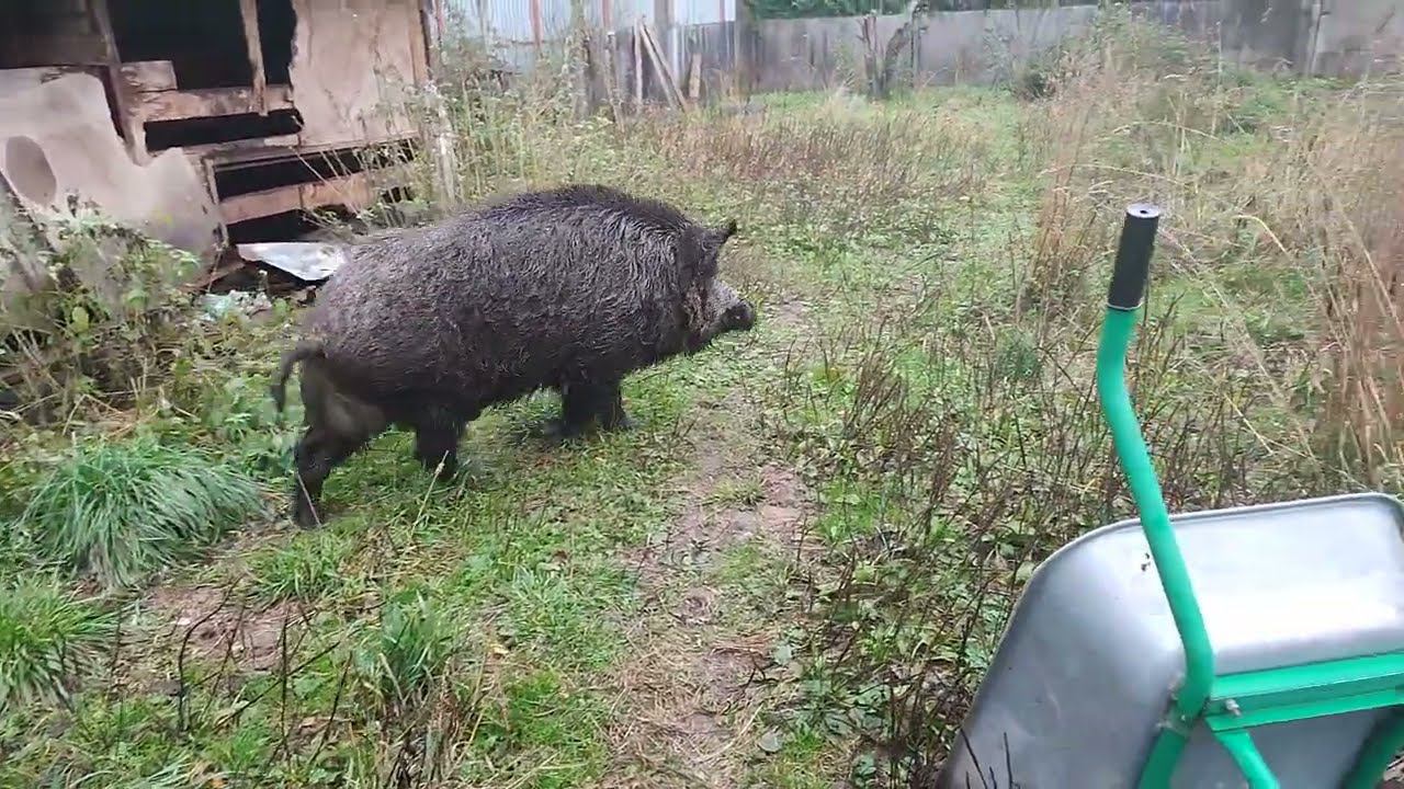 Фунтик бегает без Фросек.