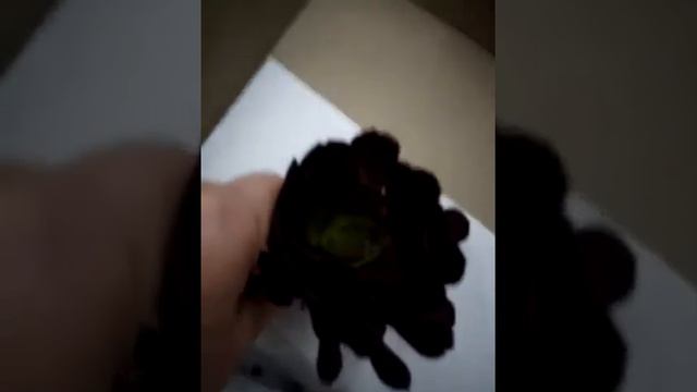 CAJITA FELIZ 1 смотреть онлайн