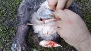 Как вырезать струю бобра за 1.5 минуты