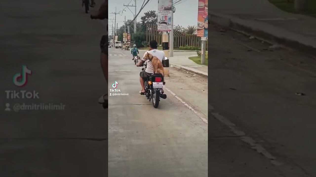 Dog Traveler The Philippines #istana #philippines #cavite #tanza #dog #travel2023 #motorbiker смотреть онлайн