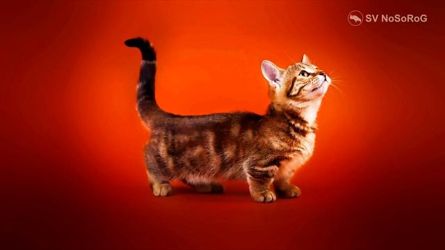Топ 10 САМЫХ ИЗВЕСТНЫХ ПОРОД КОШЕК смотреть онлайн