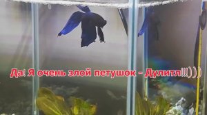 Очень злая рыбка....Петушок....