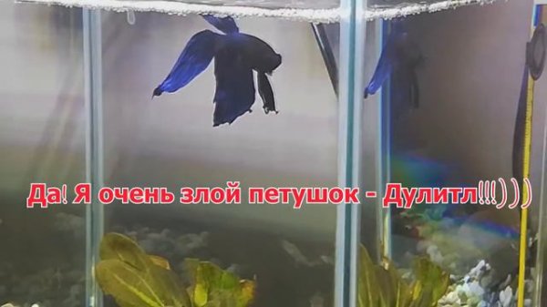 Очень злая рыбка....Петушок....