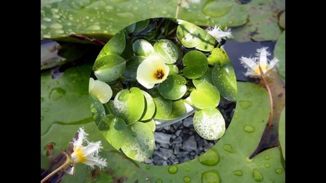 НИМФЕЙНИК , или БОЛОТНОЦВЕТНИК (NYMPHOIDES) сем. Вахтовые смотреть онлайн