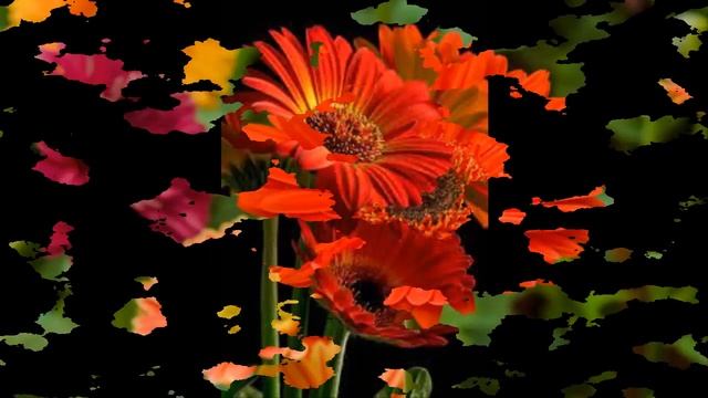 #Гербера #Цветы садовые76 Декоративные растения смотреть онлайн