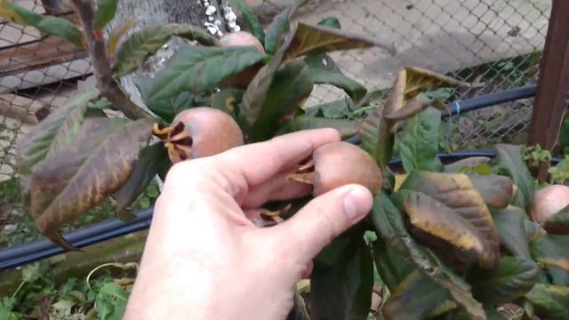 Moșmon -Mespilus germanica-Hascul-Medlar-[partea 2] смотреть онлайн