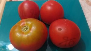 Яблонька России // томат