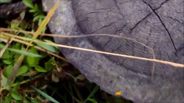 Херабуна Карась Ю Бутово 09 07 16 смотреть онлайн