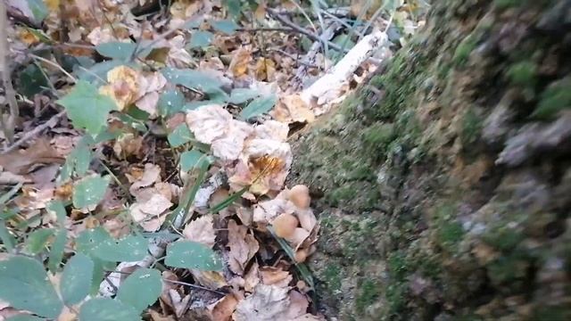 За опятами в середине Сентября. смотреть онлайн