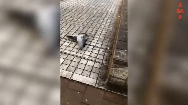 Хищники в деле, Белку Подвёл Домик! Самые эпичные битвы животных за 