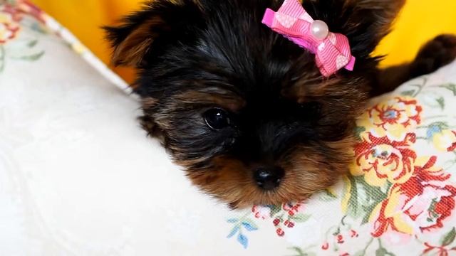 Щенок йорка / Питомник йорков / Питомник йоркширских терьеров смотреть онлайн