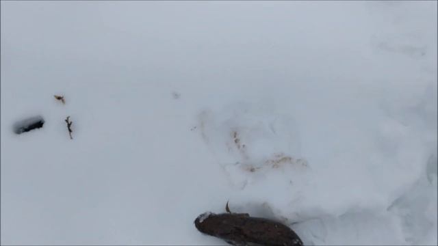 Ленинградская Обл.Рыбалка Первые НАЛИМчики в этом Сезоне. 2021. смотреть онлайн