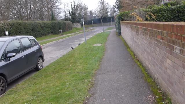 Leucism - Jackdaw - Coloeus monedula - Dvergkráka - Fuglalíf - Hvítfjaðra kráka смотреть онлайн