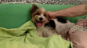 Как понять, что собака собирается рожать? Что предшествует родам. Роды йоркширского терьера.