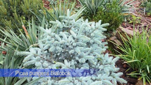 Наши декоративные хвойные весной ч.1 - 135 хвойных в коллекции смотреть онлайн