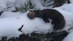 Охота на соболя с лайкой. Сибирь 2021