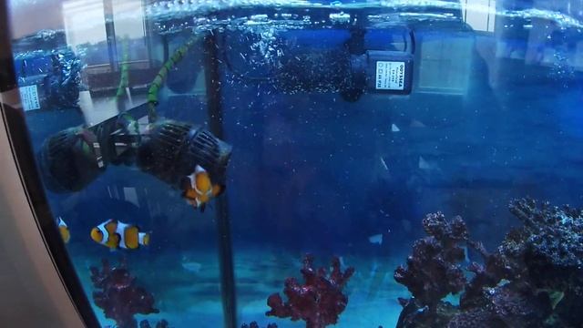 Blue Ocean protien skimmer 75 hob review. смотреть онлайн