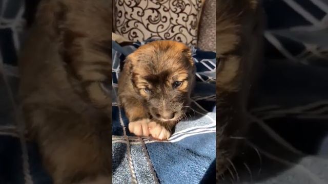 Домашний тигр! #чихуахуа #собака #юмор #chihuahua #dog #dogs #cобаки #cane #dogvideo #치와와 #チワワ #犬 # смотреть онлайн