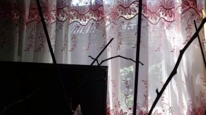 Как и надо ли обрезать цветонос у орхидеи