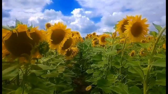 ФУТАЖИ ДЛЯ МОНТАЖА. Подсолнухи на фоне синего неба и легкого ветерка. смотреть онлайн