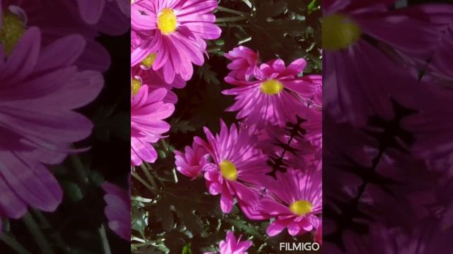 To Allen Garden! смотреть онлайн