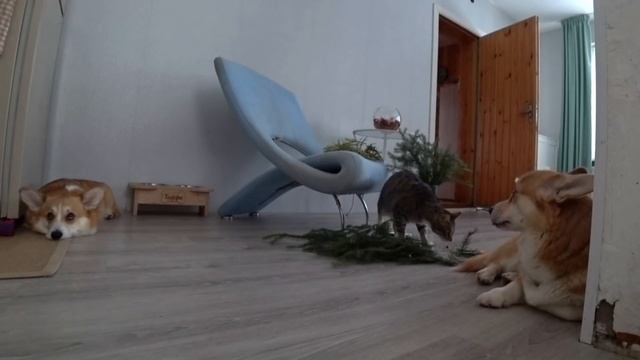 КОШКА ВПЕРВЫЕ вышла в СНЕГ! ☃️Украсила камин? Как собаки встречат Стаса? VLOG смотреть онлайн