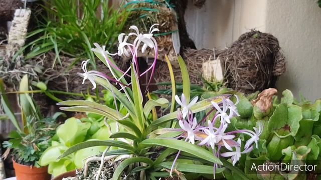 Neofinetia falcata shutenno-Цветение и Уход😘 смотреть онлайн