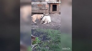 Армянский Гампр против Алабая