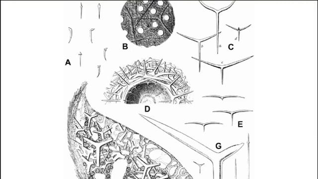 ИЗВЕСТКОВЫЕ ГУБКИ - Создатели необычных форм смотреть онлайн