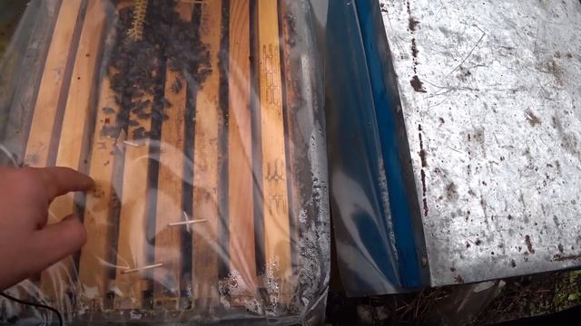 Сравнение ЗИМОВКИ пород пчел. BuckFast VS Carnica. Конкурс, видео №5 смотреть онлайн