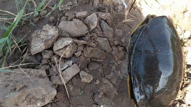 Разнотравие. Вместо рыбы поймали большую черепаху. Заброшенная деревушка в лесу у берега реки. смотреть онлайн
