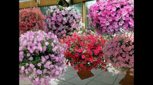 Клумбы из петунии: как красиво посадить петунию в саду.