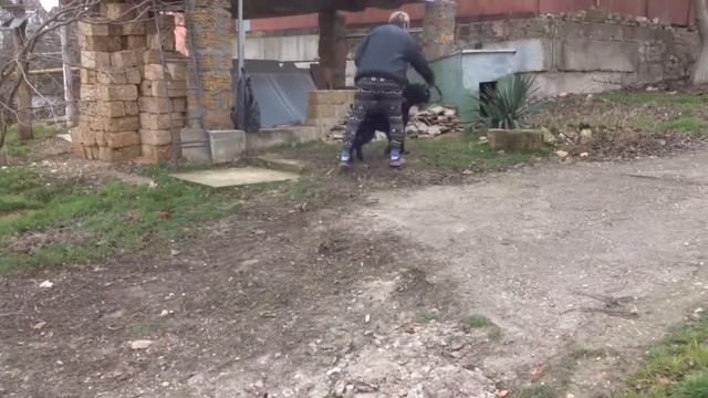 АББИ. Если собака не приносит палку смотреть онлайн