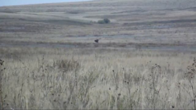 Лоси бегут от охотников смотреть онлайн